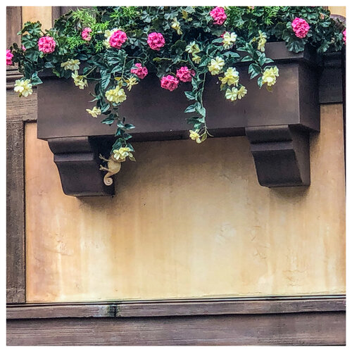 Pascal hiding on flower box